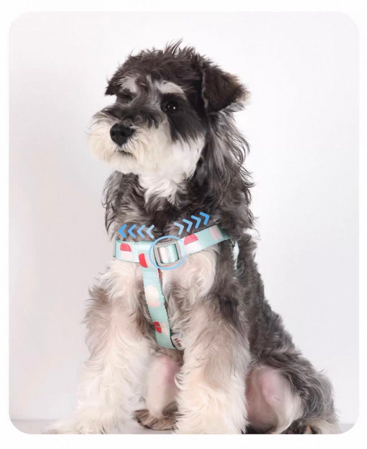 Dog Harness and Leash Set | XS - Small