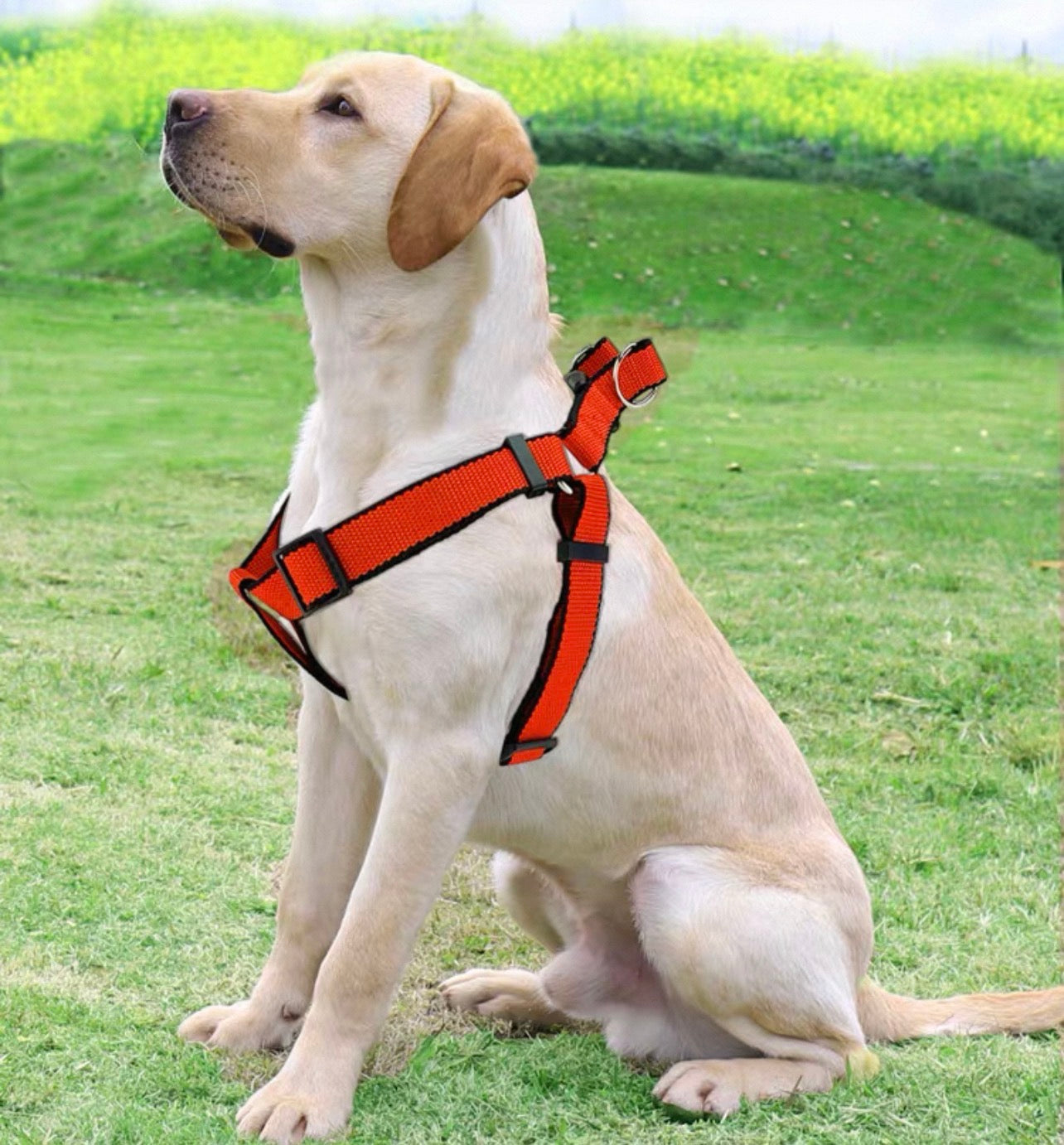 Dog Harness and Leash Set | Large - XL