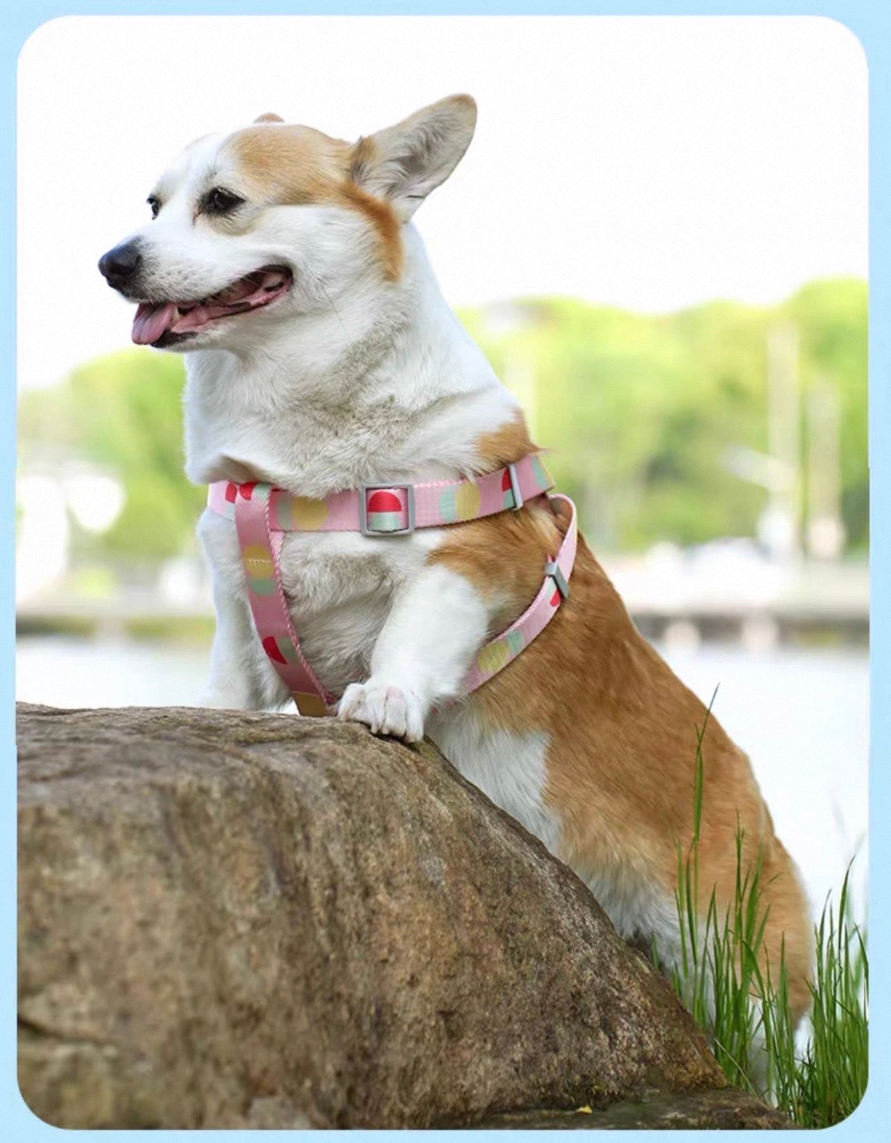 Dog Harness and Leash Set | XS - Small