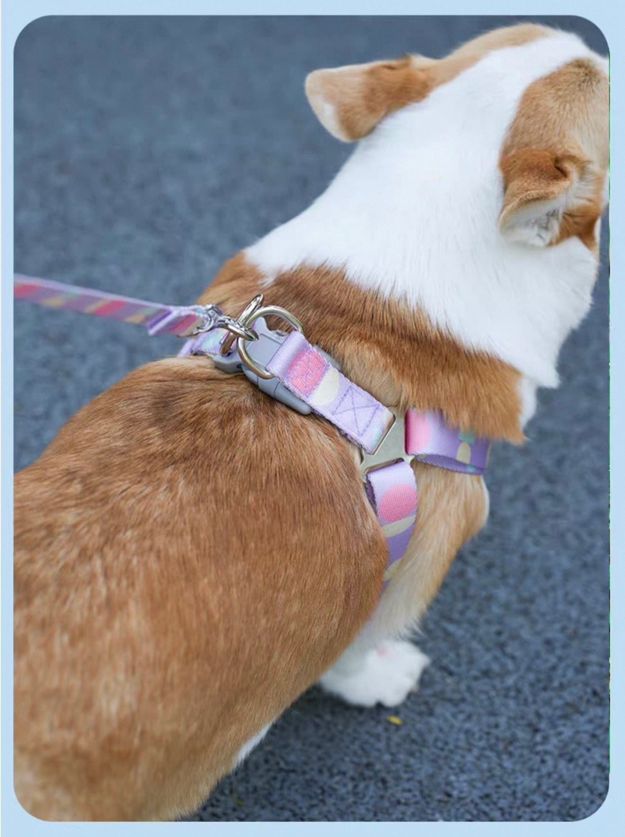 Dog Harness and Leash Set | XS - Small